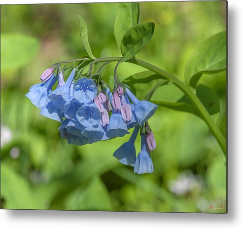 Nature Metal Print featuring the photograph Pink Virginia Bluebells or Virginia Cowslip DSPF0334 by Gerry Gantt