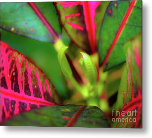 Plant Metal Print featuring the photograph Tropical Plants by D Davila