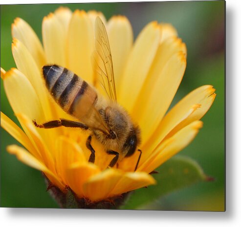 Bee Metal Print featuring the photograph Pollination 2 by Amy Fose