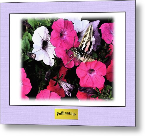 Pink And White Flowers Metal Print featuring the photograph Pollination by W James Mortensen