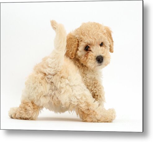 Poochon Puppy Metal Print featuring the photograph Poochon Puppy by Mark Taylor