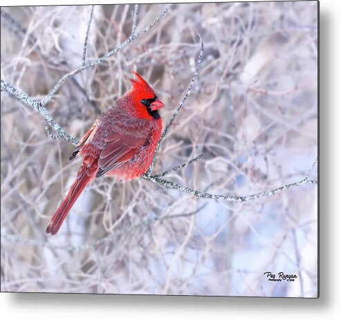 Bird In Bush Metal Print featuring the photograph Pop of Color by Peg Runyan