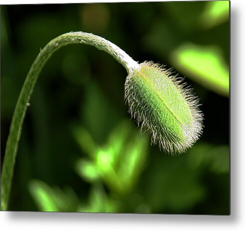 Nature Metal Print featuring the photograph Poppy Bud In Sunlight by William Selander