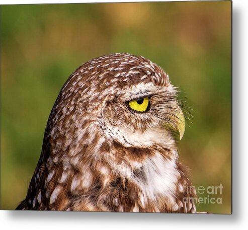 Burrowing Owl Metal Print featuring the photograph Portrait of a Burrowing Owl by Rodney Cammauf