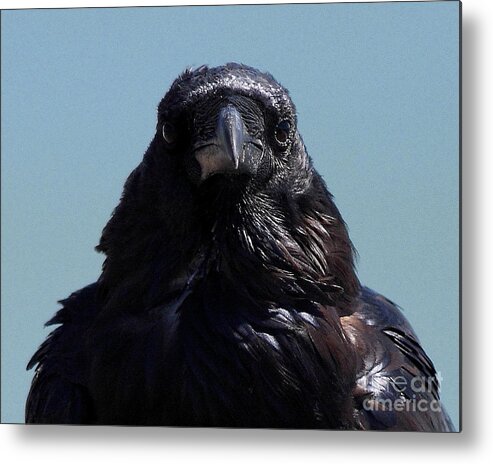 Bird Metal Print featuring the photograph Portrait of a Raven by Wingsdomain Art and Photography