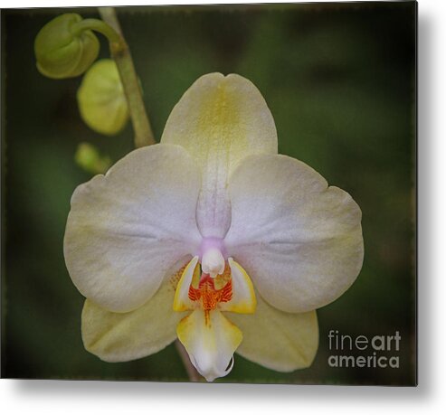 Orchid Metal Print featuring the photograph Portrait of an Orchid by Elizabeth Winter