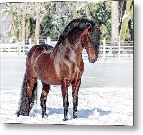 Posing Proud Metal Print featuring the photograph Posing Proud by Wes and Dotty Weber