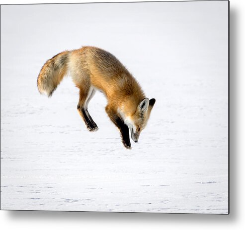 Red Fox Metal Print featuring the photograph Pounce by Jack Bell