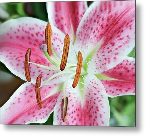 Lily Metal Print featuring the photograph Pristine Lily by Len Romanick