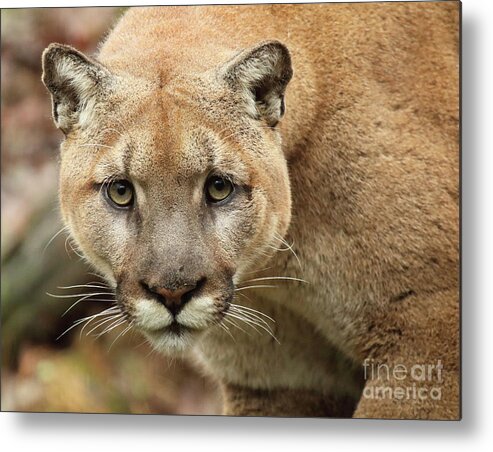 Autumn Metal Print featuring the photograph Puma Male Approaching by Max Allen