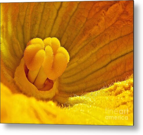 Flower Metal Print featuring the photograph Pumpkin Blossom by Linda Bianic