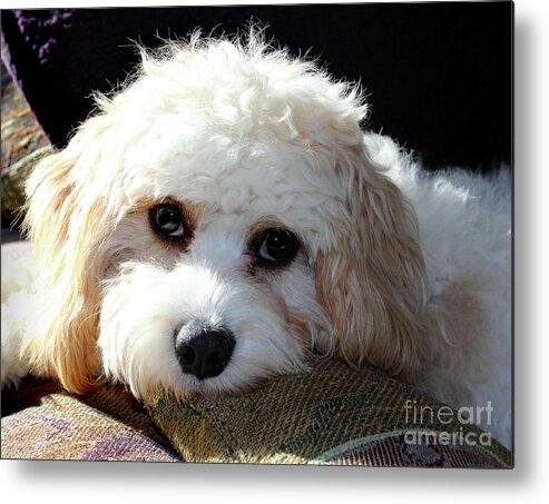 Puppy Metal Print featuring the photograph Puppy Eyes by Karen Adams