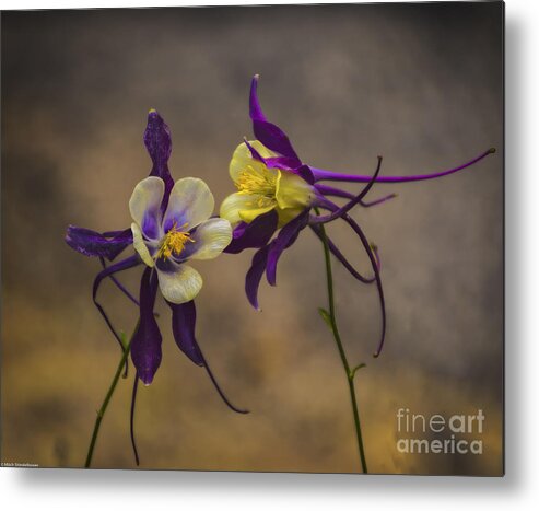 Purple And Gold Metal Print featuring the photograph Purple And Gold by Mitch Shindelbower