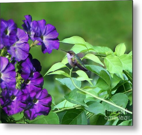 Bird Metal Print featuring the photograph Purple Attraction by Barbara S Nickerson