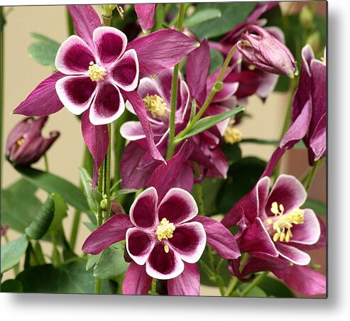 Nature Metal Print featuring the photograph Purple Columbine Flowers by Sheila Brown