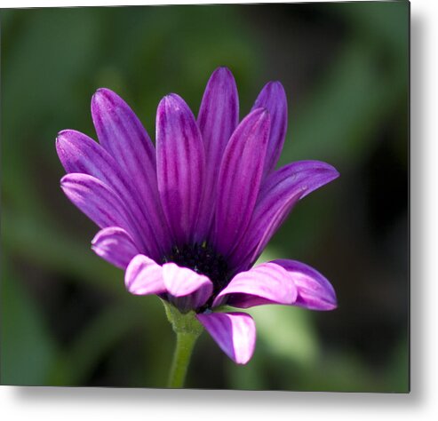 Flower Metal Print featuring the photograph Purple flower by Martin Valeriano