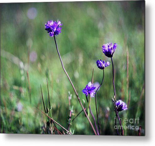 Purple Metal Print featuring the photograph Purple flowers by Jim And Emily Bush