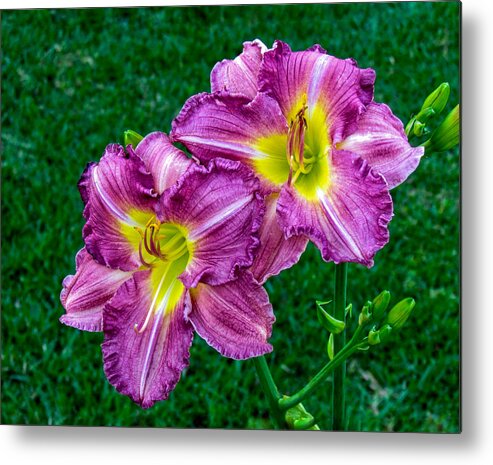Flowers Metal Print featuring the photograph Purple Pair by Nathan Little