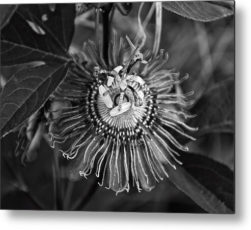 Passiflora Incarnata Metal Print featuring the photograph Purple Passionflower BW by Flees Photos