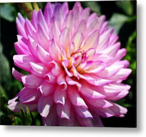 Flowers Metal Print featuring the photograph Purple Petals 8x10 by Marty Koch