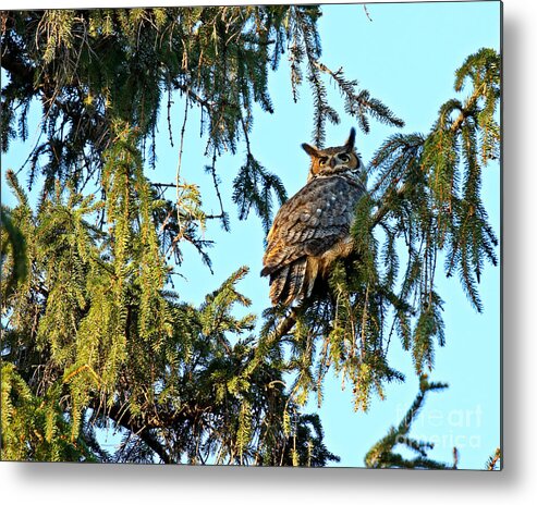 Great Horned Owl Metal Print featuring the photograph Radiance by Heather King