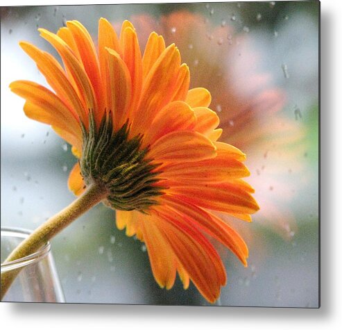 Floral Still Life Metal Print featuring the photograph Rain Drops At My Window by Angela Davies