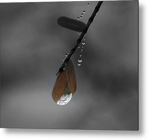 Raindrops Metal Print featuring the photograph Raindrop Art.... by Al Swasey