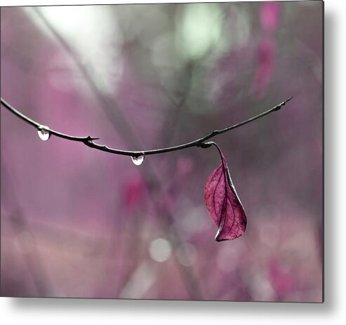 Pink Nature Art Metal Print featuring the photograph Raspberry Pink Leaf and Raindrops by Brooke T Ryan