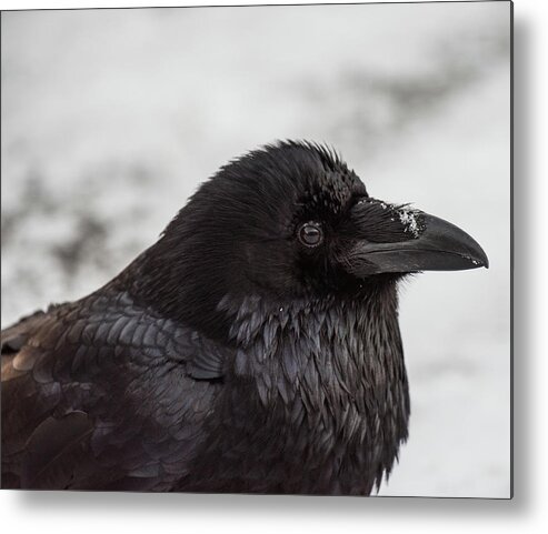 Raven Metal Print featuring the photograph Raven by David Kirby