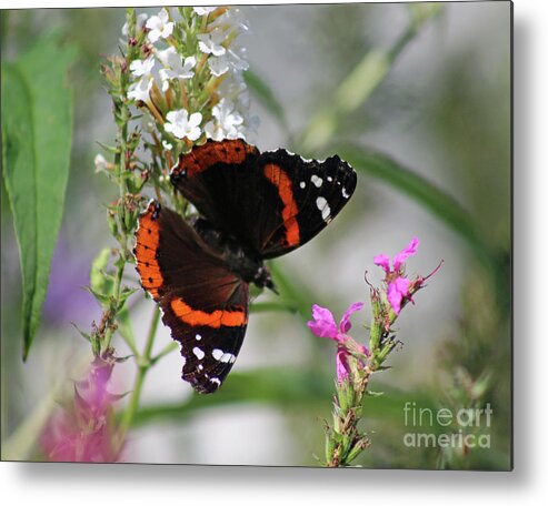 Butterfly Metal Print featuring the photograph Red Admiral Butterfly Dorsal View by Karen Adams