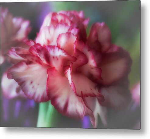 Carnation Metal Print featuring the photograph Red and White Splash by James Barber