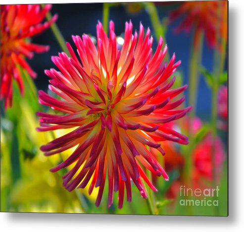 Dahlia Metal Print featuring the photograph Red and Yellow Dahlia by Frank Larkin