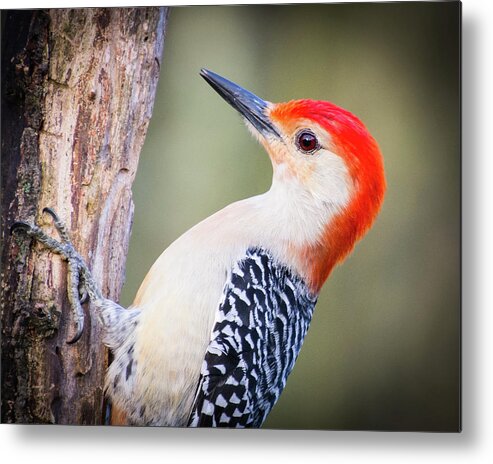 Wildlife Metal Print featuring the photograph Red-bellied Woodpecker by John Benedict