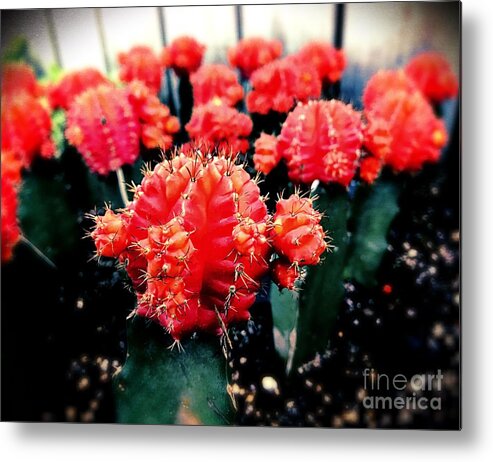 Cactus Metal Print featuring the photograph Red Cactus by JB Thomas