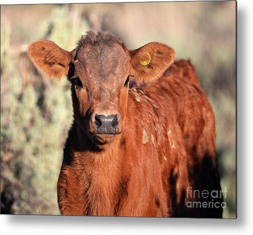 Denise Bruchman Metal Print featuring the photograph Red Calf by Denise Bruchman