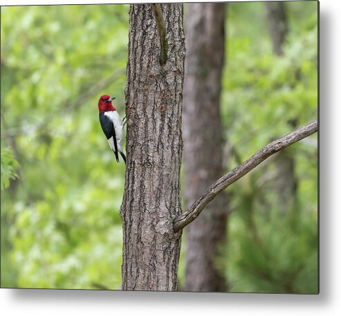 Red-headed Woodpecker (melanerpes Erythrocephalus) Metal Print featuring the photograph Red-headed Woodpecker 2017-1 by Thomas Young