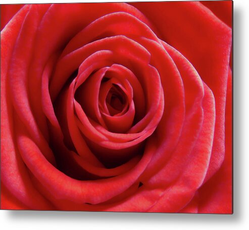 Rose Metal Print featuring the photograph Red Is Gorgeous by Johanna Hurmerinta