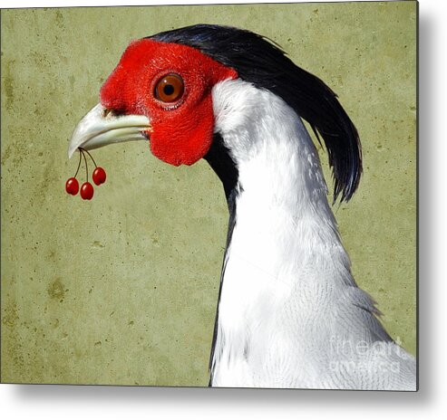 Pheasant Metal Print featuring the photograph Red by Jan Piller