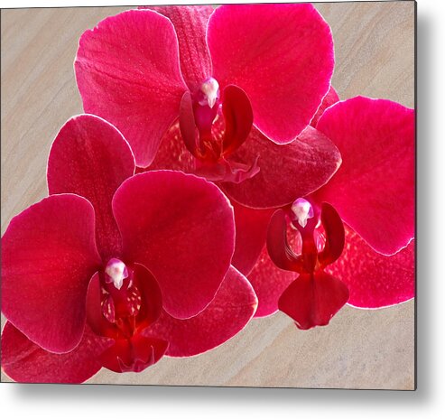 Red Orchid Metal Print featuring the photograph Red Orchid Trio by Gill Billington