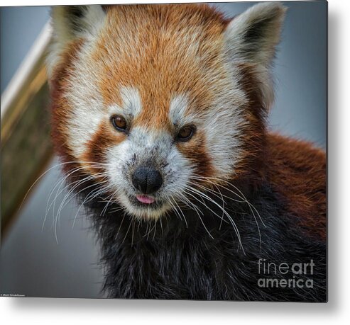 Red Panda Metal Print featuring the photograph Red Panda Portrait by Mitch Shindelbower