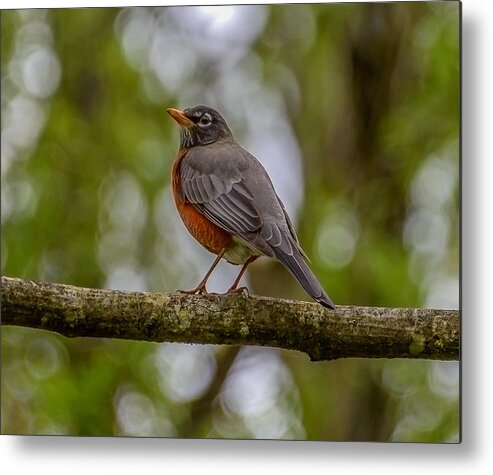 Robin Metal Print featuring the photograph Red robin by Jerry Cahill