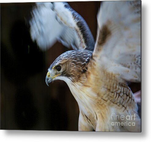 Birds Of Prey Metal Print featuring the photograph Red-shouldered Hawk No.2 by John Greco