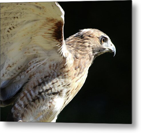 Wildlife Metal Print featuring the photograph Red-tailed Hawk in Profile by William Selander