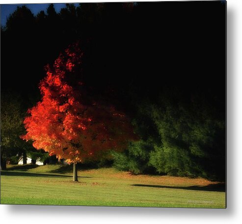 Tree Metal Print featuring the photograph Red Tree by Coke Mattingly