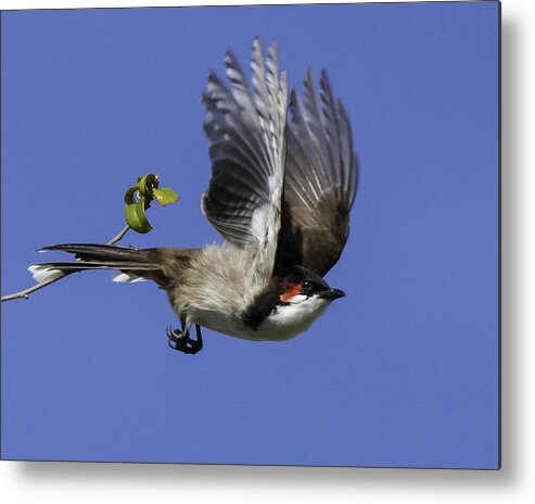 Florida Metal Print featuring the photograph Red Whiskered Bulbul by Roberta Kayne