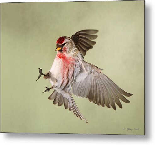 Nature Metal Print featuring the photograph Redpoll in Flight by Gerry Sibell