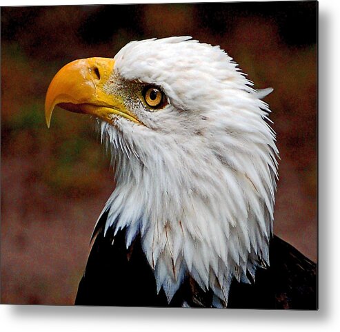 Bald Metal Print featuring the photograph Reminiscent Bald Eagle by Donna Proctor