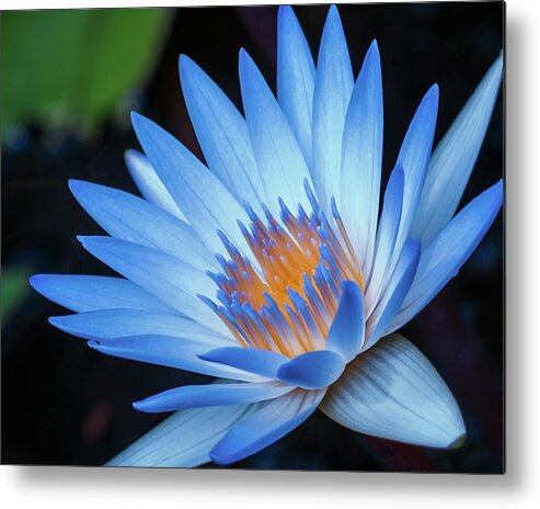 Lily Metal Print featuring the photograph Rising up by Les Greenwood