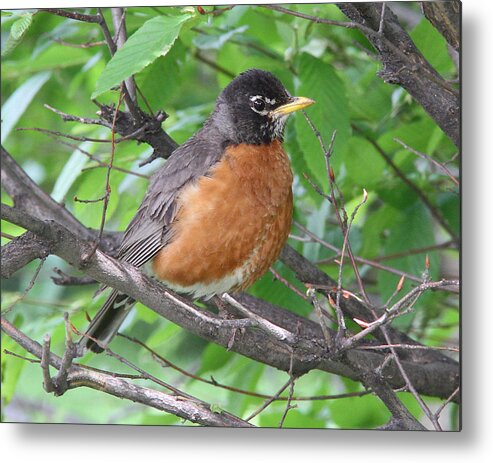 American Robin Metal Print featuring the photograph Robin by Doris Potter