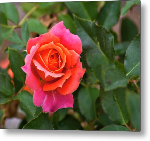 Rose Metal Print featuring the photograph Rose by Bill Barber